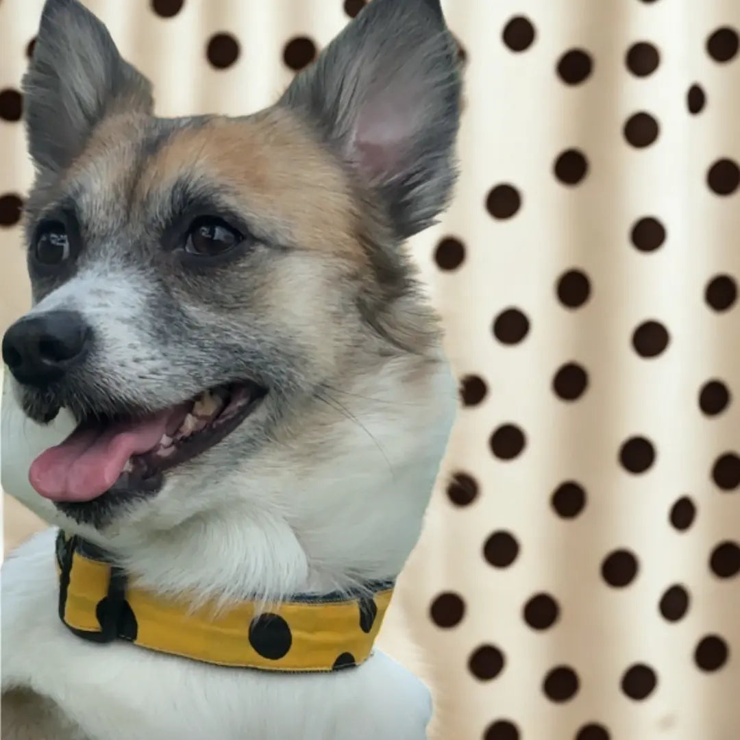 Yellow Polka Dot Cotton Collar | Pet Collar for Dogs and Cat Furry Forrest