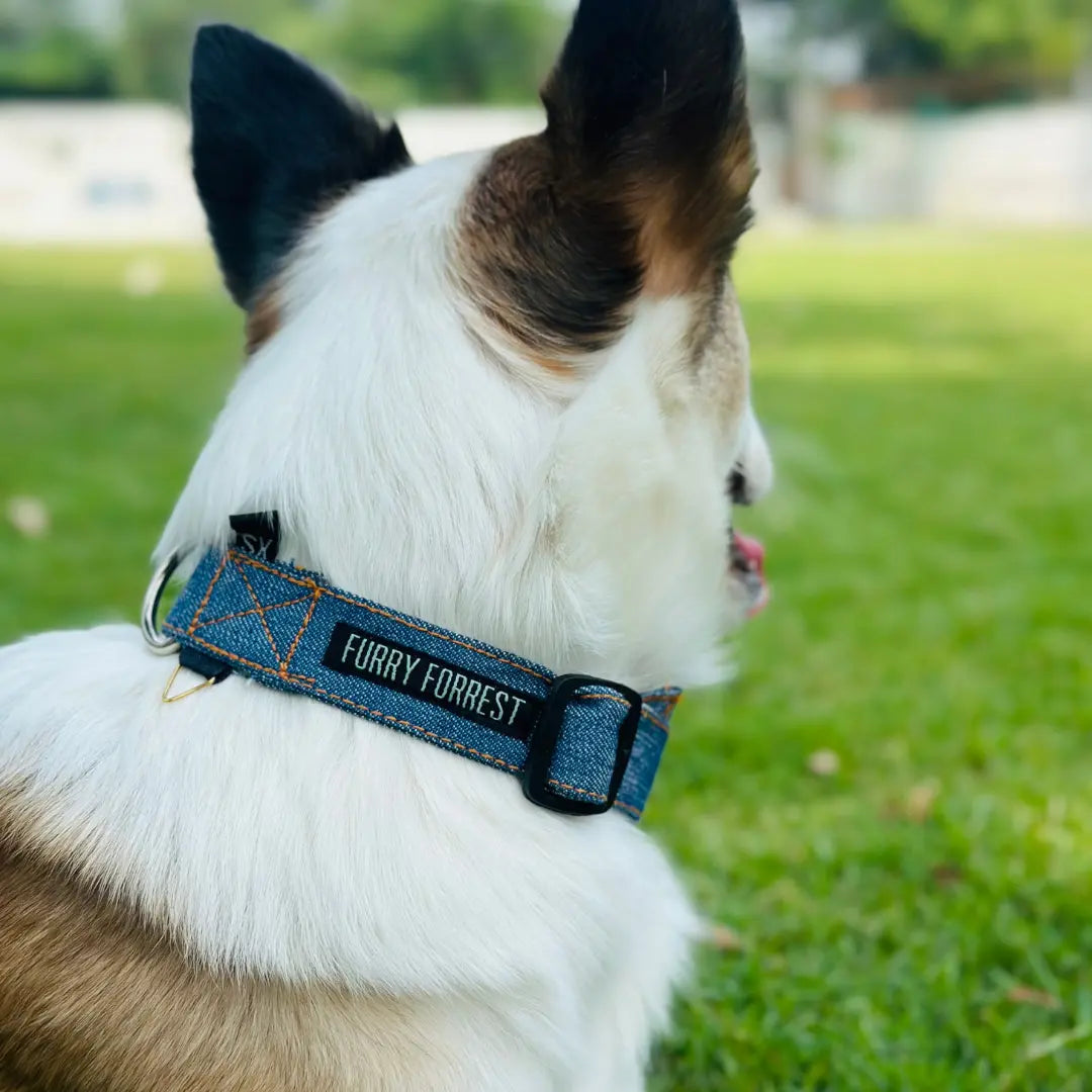 Classic Denim Dog Collar – Furry Forrest Edition | Stylish Collars For Dogs Furry Forrest
