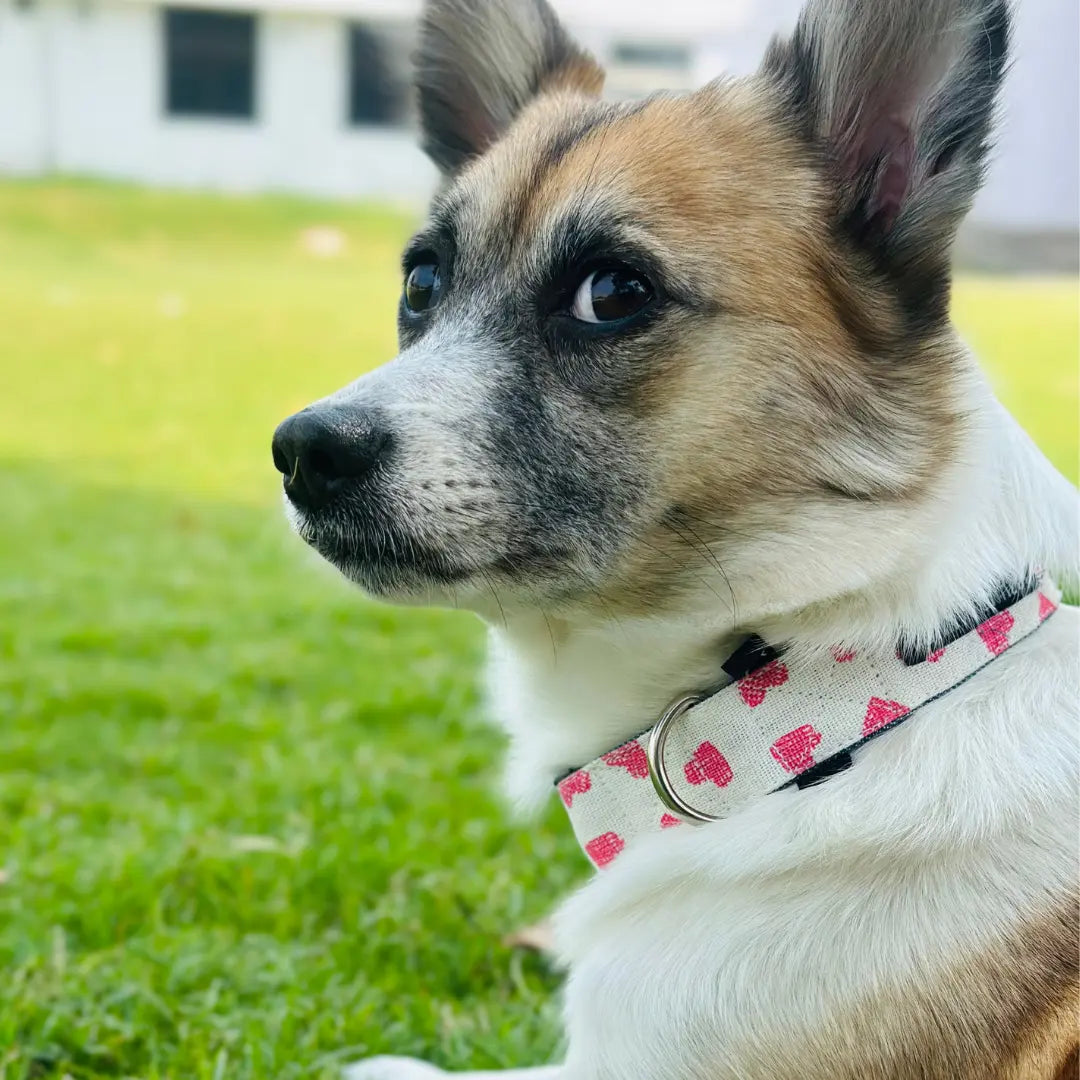 Pink Heart Cotton Dog Collar | Stylish Collars For Dogs - Furry Forrest