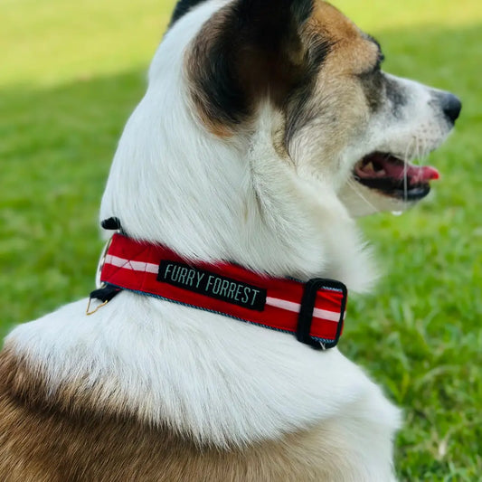 Red Striped Collar For Dog | Stylish Pet Collars Furry Forrest
