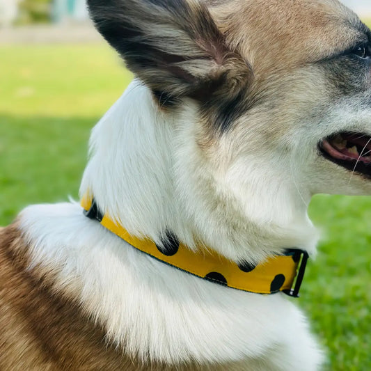 Yellow Polka Dot Cotton Collar | Pet Collar for Dogs and Cat Furry Forrest