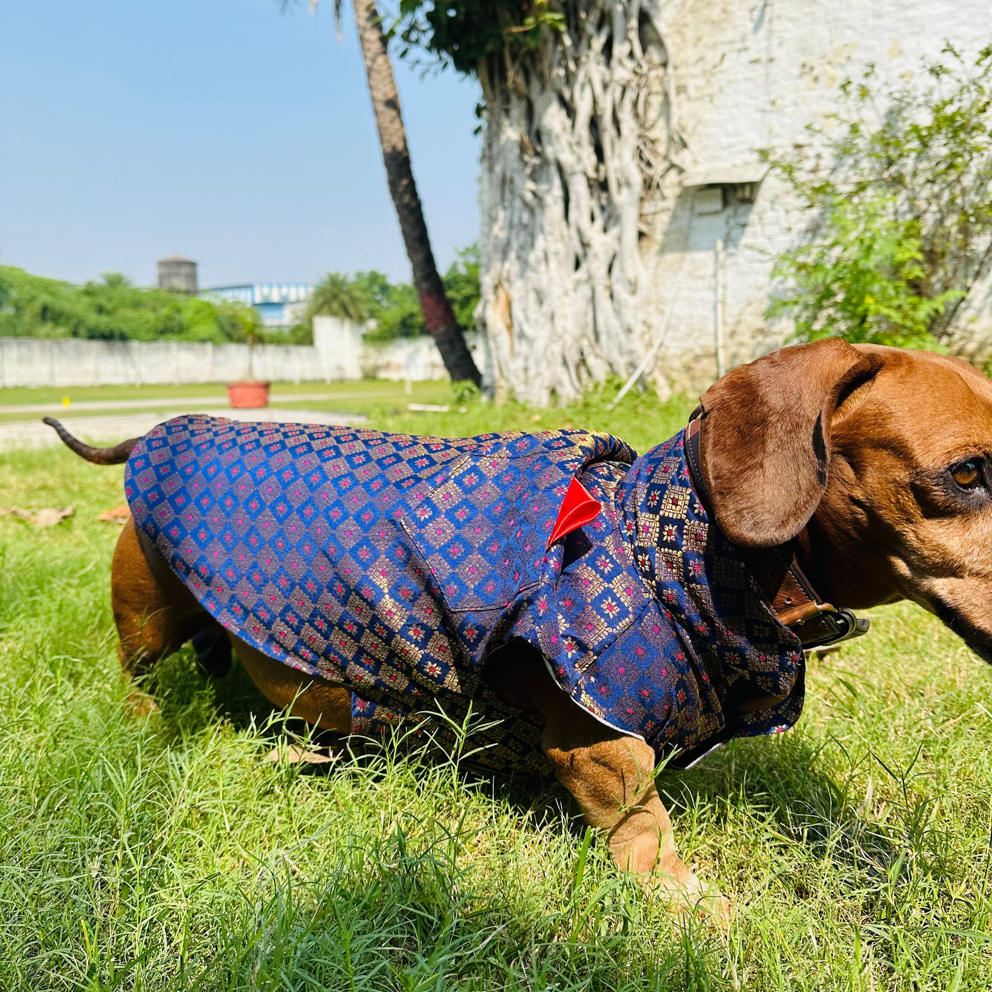 Dog wearing a blue patterned coat standing on grass with a building and palm tree in the background