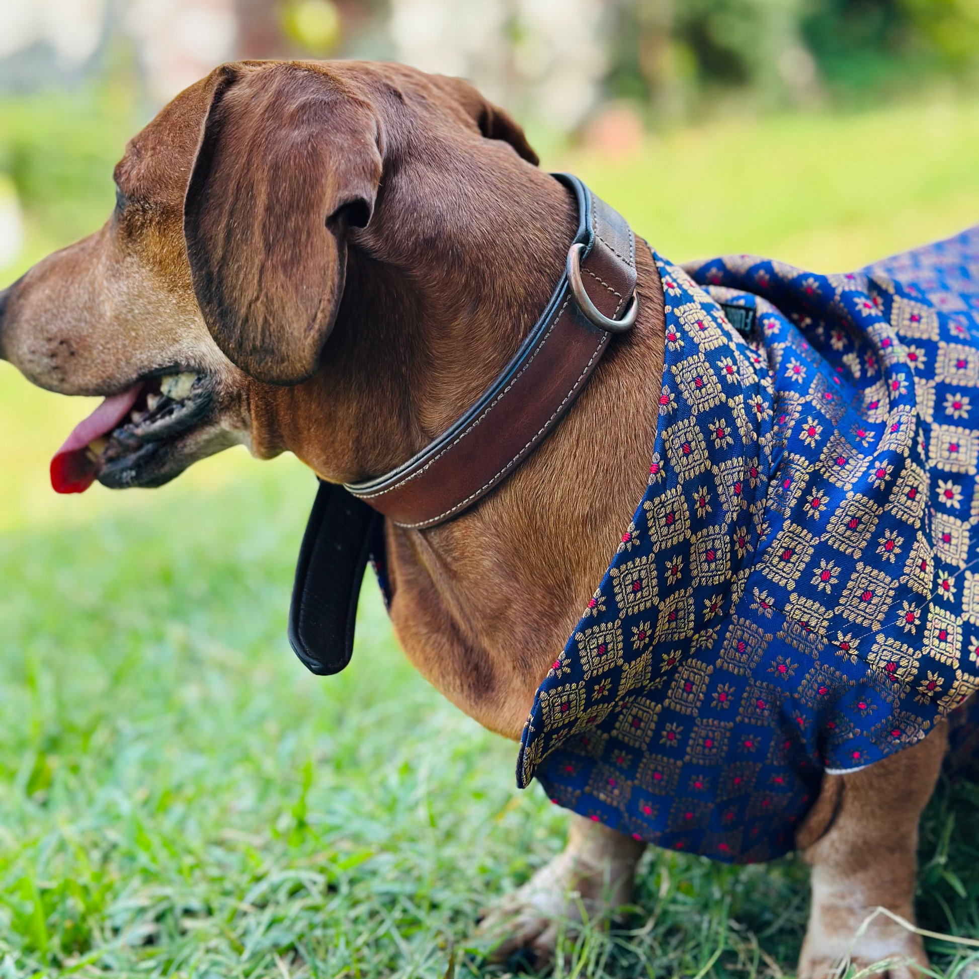 Dachshund wearing a royal blue patterned kurta standing on grass