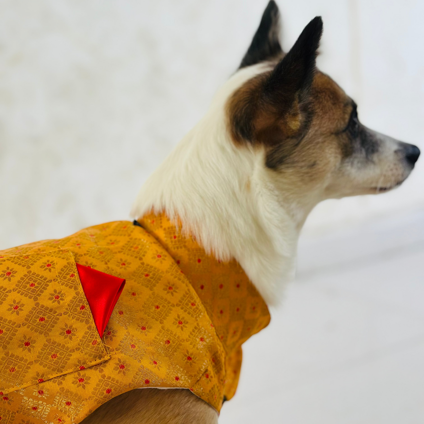 Dog wearing a yellow nehru jacket with a red triangle on a white background
