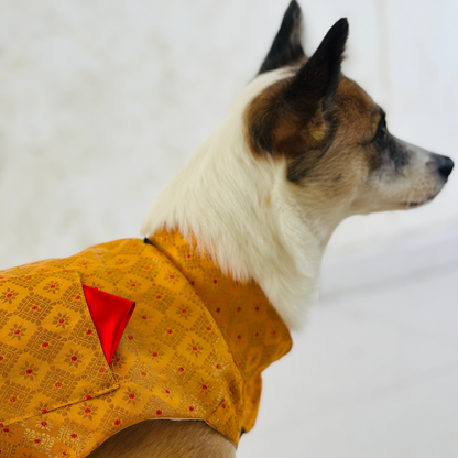 Dog wearing a yellow nehru jacket with a red triangle on a white background