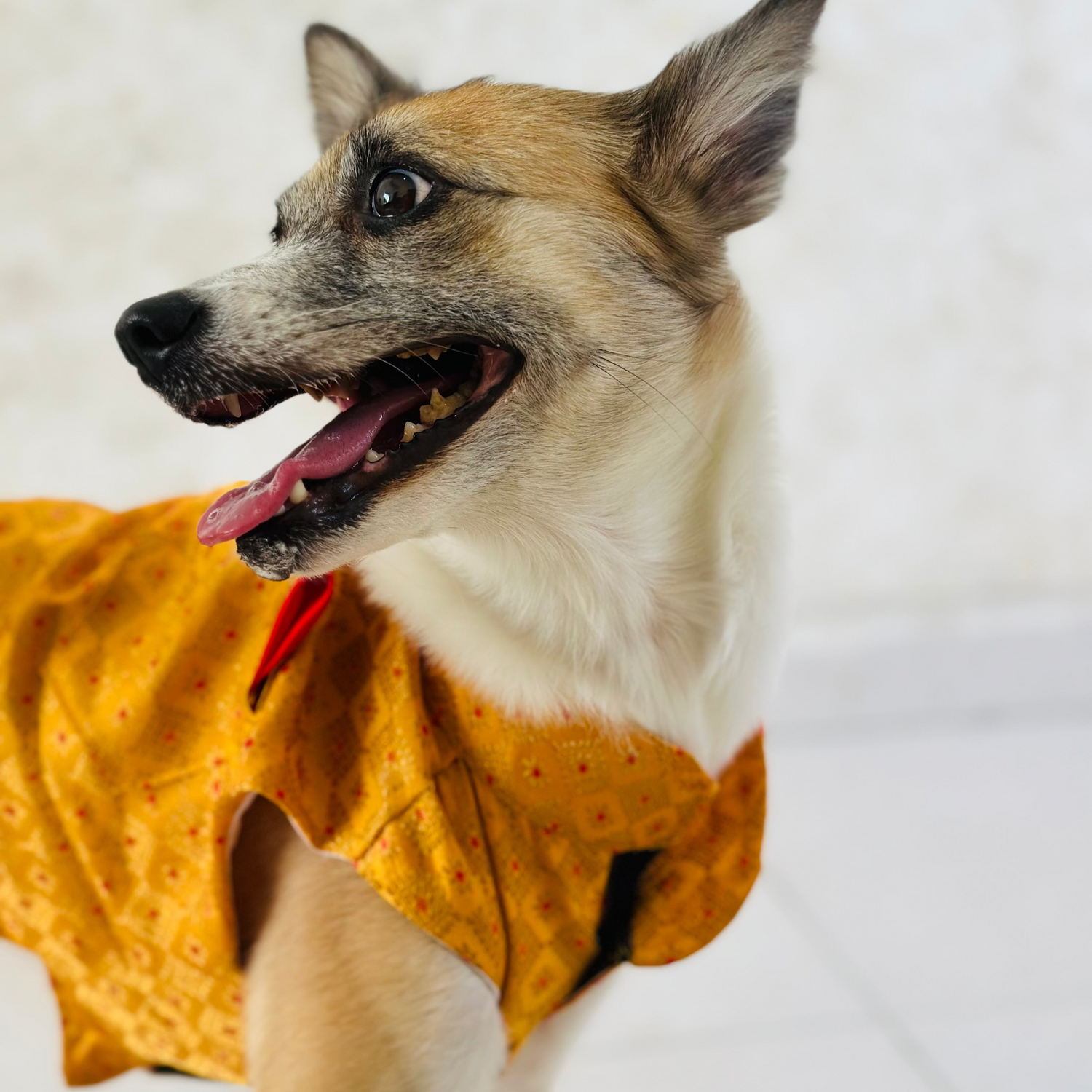 Dog wearing a mustard yellow wedding kurta with black spots on a light background