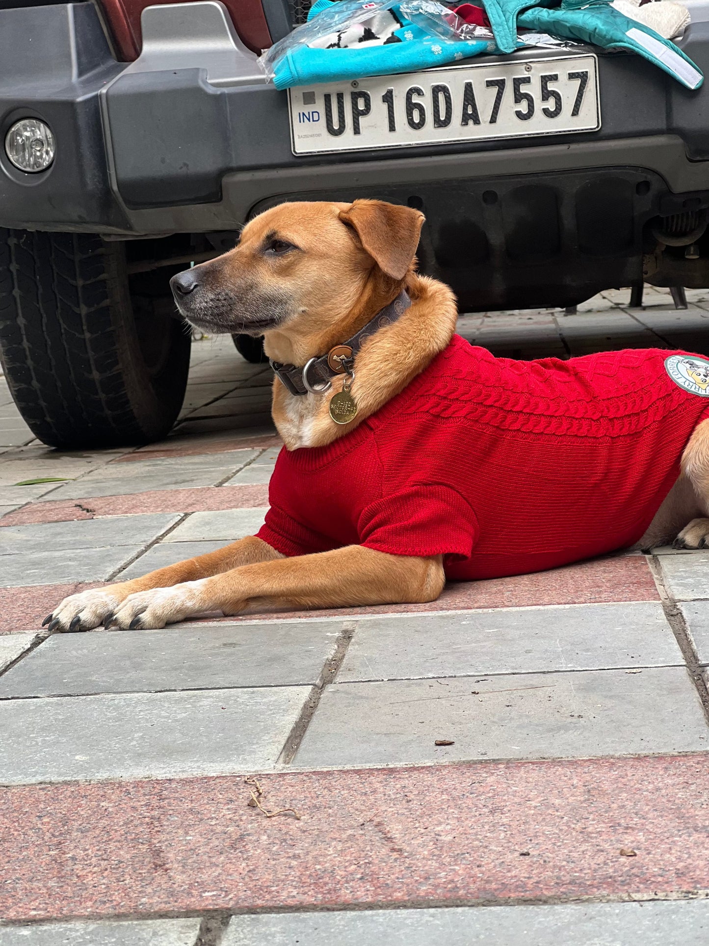 Cozy Woollen Sweater For Pets (Dog Sweater for Winter) Furry Forrest  Red / XL