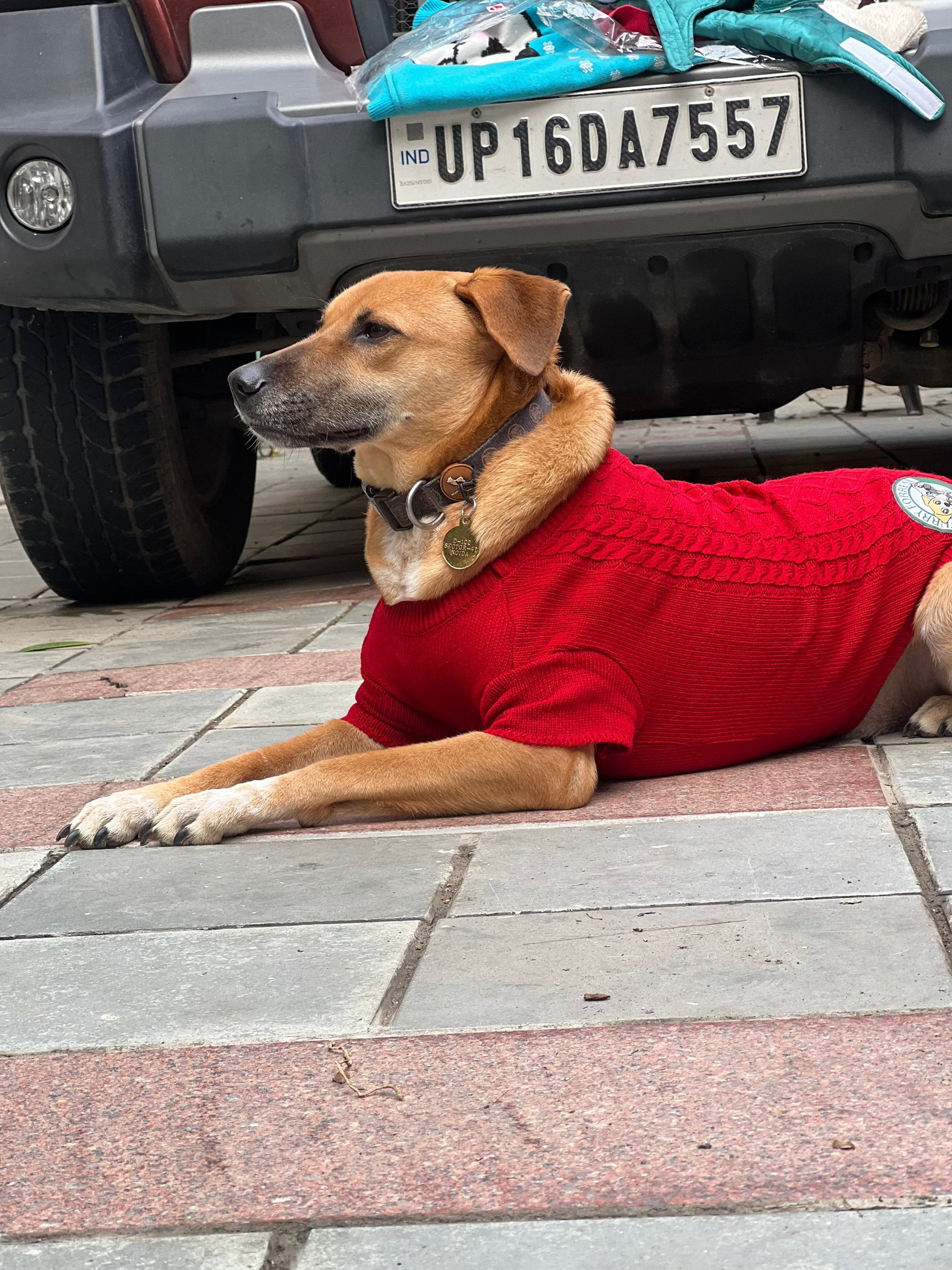 Cozy Woollen Sweater For Pets (Dog Sweater for Winter) Furry Forrest  Red / XL